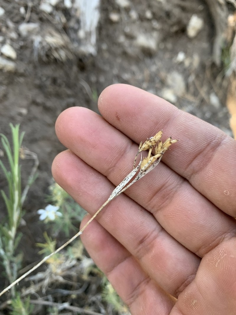 Panamint Rock Goldenrod photo 3