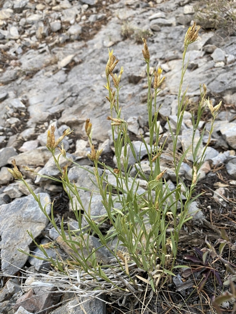 Panamint Rock Goldenrod photo 4