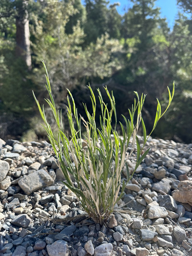 Panamint Rock Goldenrod photo 5
