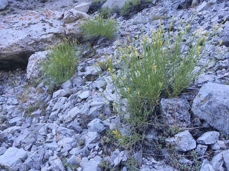 Panamint Rock Goldenrod photo 6