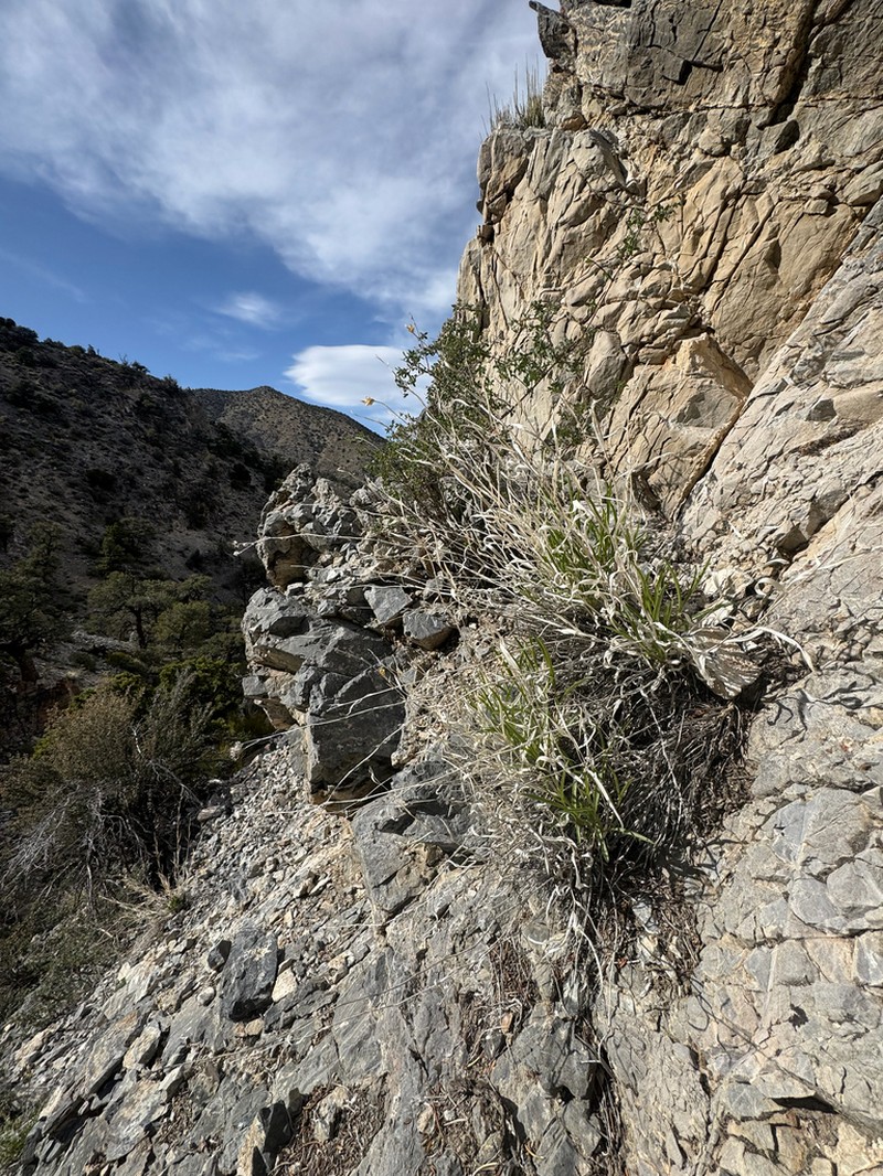 Panamint Rock Goldenrod photo 7
