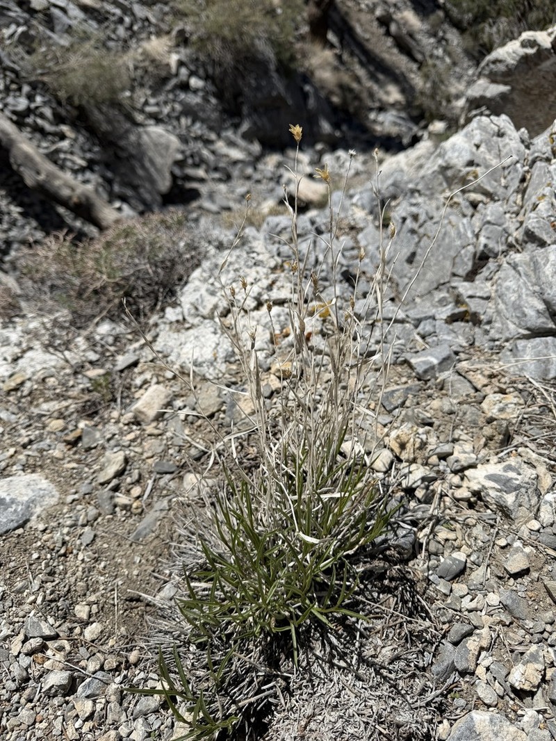 Panamint Rock Goldenrod photo 8