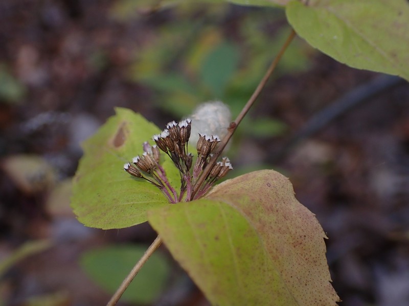 Common Dittany
