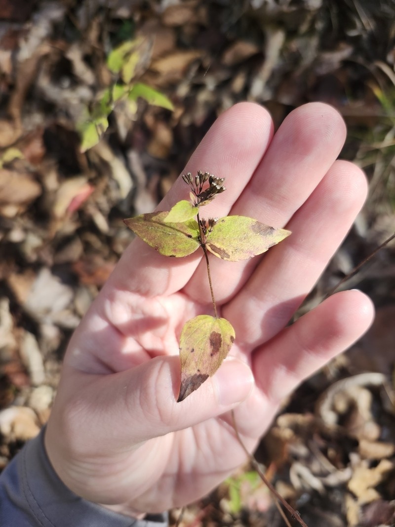 Common Dittany photo 2