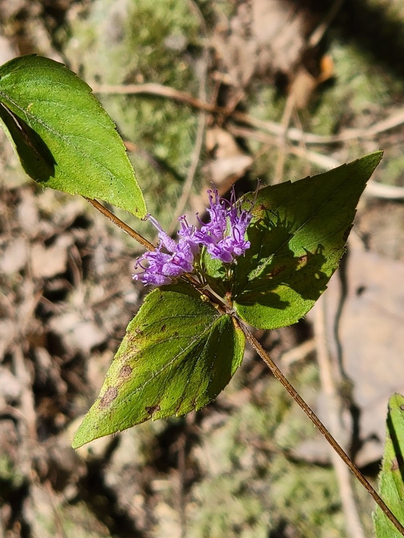 Common Dittany photo 3