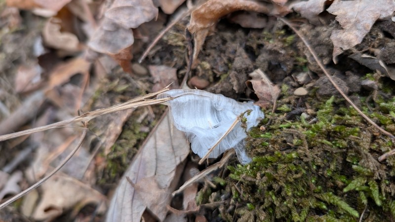 Common Dittany photo 4