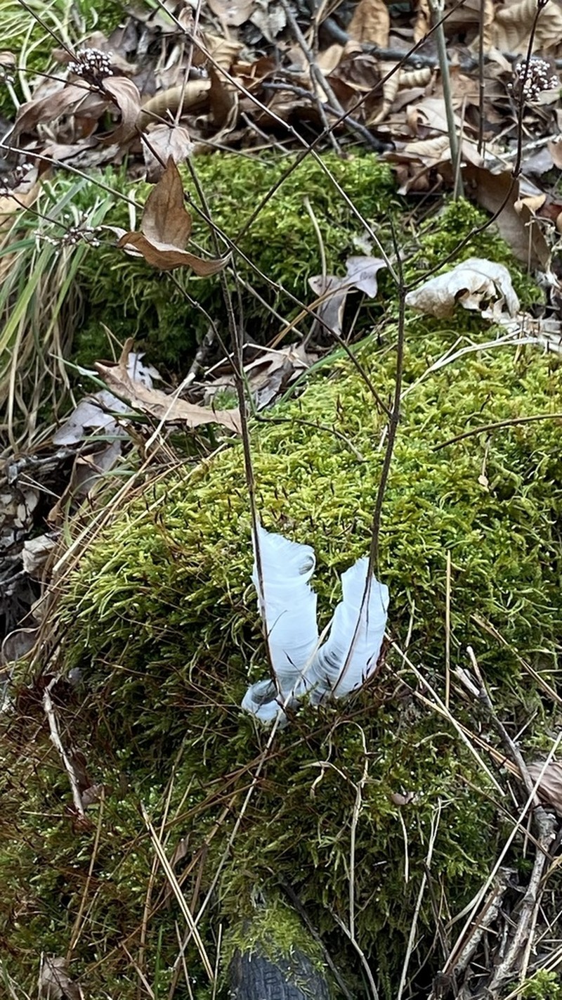 Common Dittany photo 5