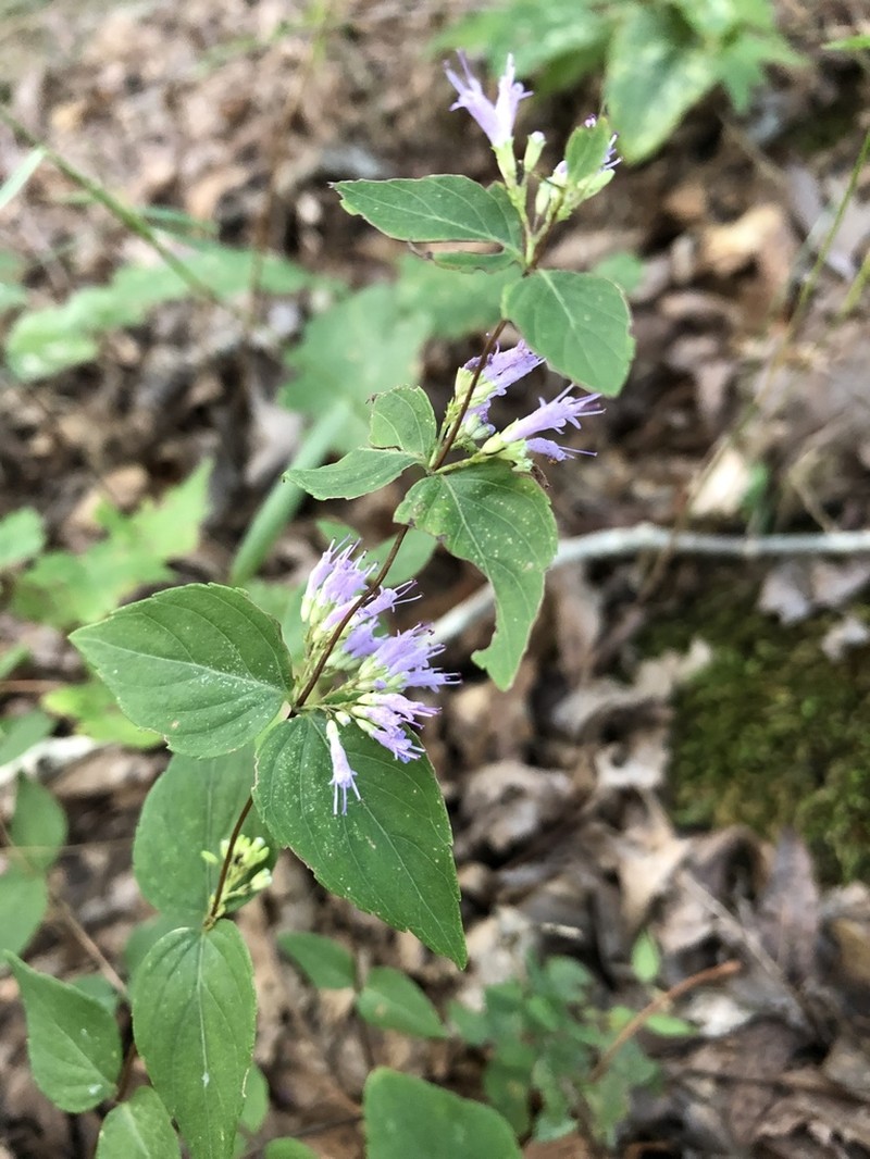 Common Dittany photo 7