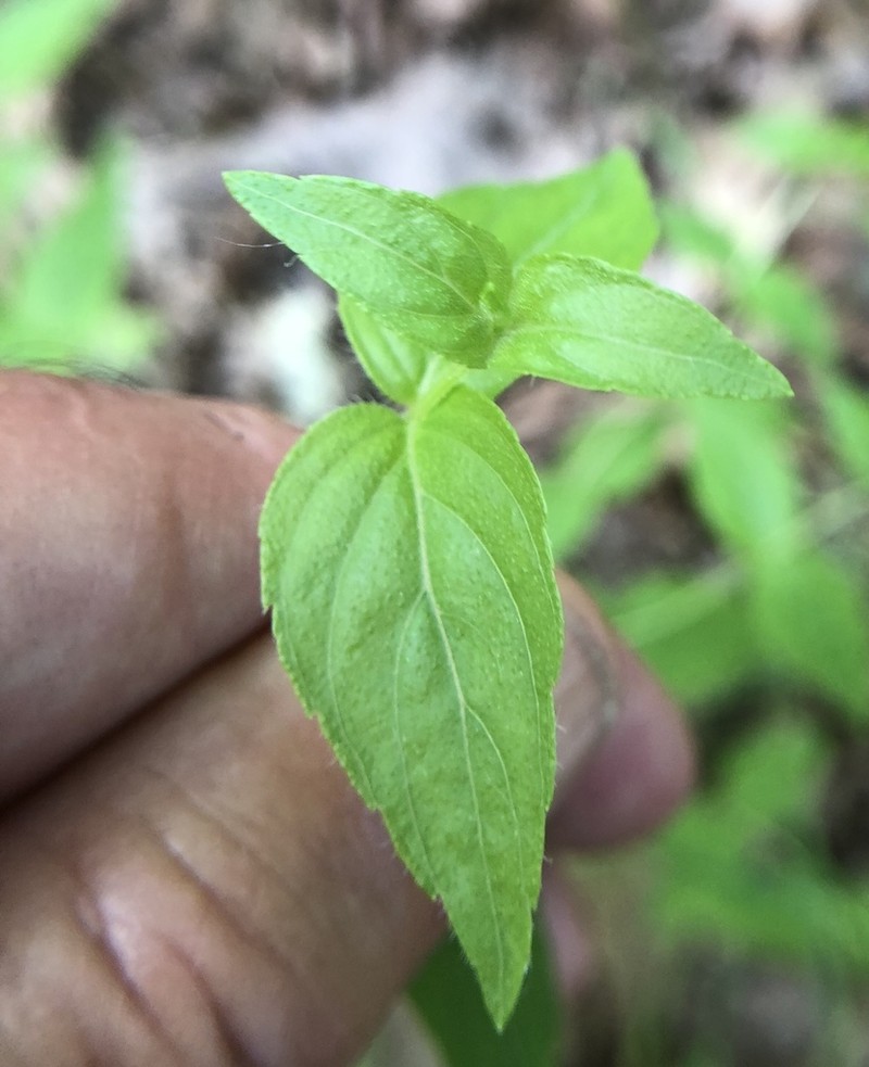 Common Dittany photo 8