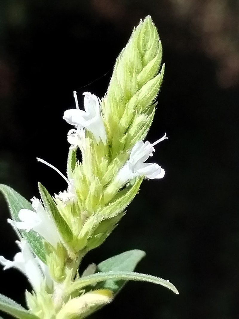Cunila socorroae