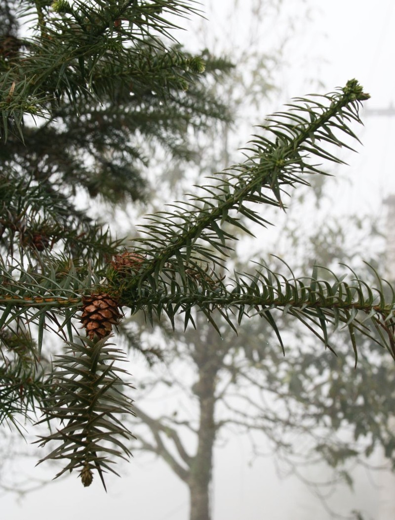 Chinese Fir photo 2