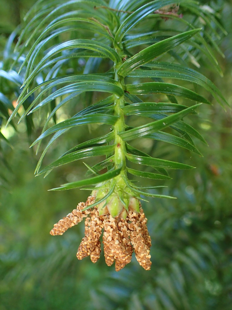 Chinese Fir photo 3