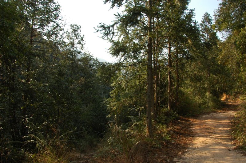 Chinese Fir photo 4