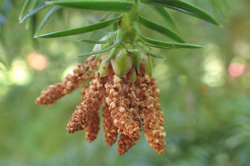 Chinese Fir photo 5