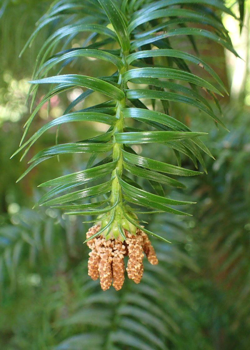 Chinese Fir photo 6