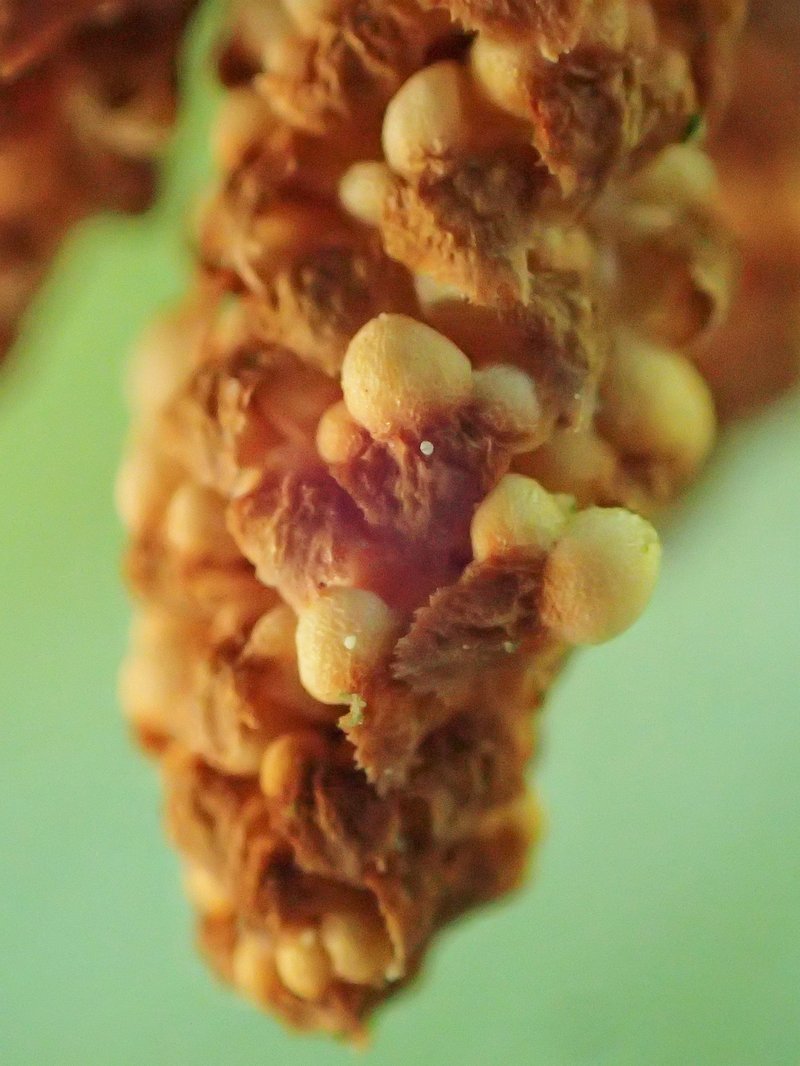Chinese Fir photo 7