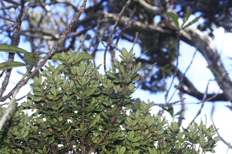Cunonia bopopensis
