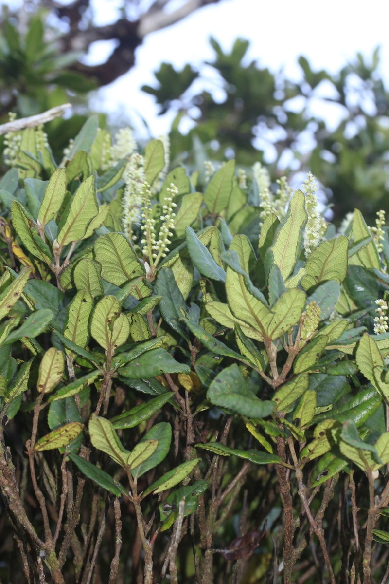 Cunonia bopopensis photo 2