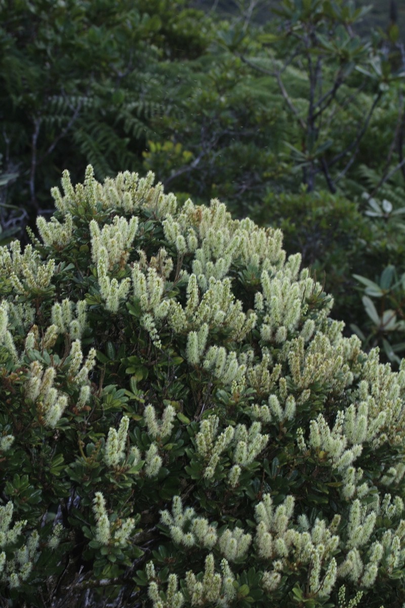 Cunonia bopopensis photo 3