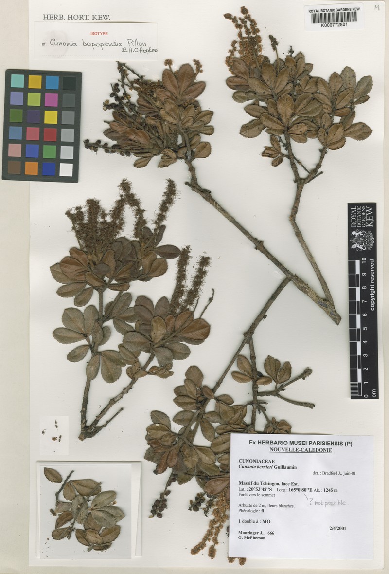 Cunonia bopopensis photo 4