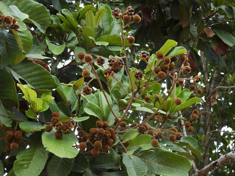 Wild Ackee