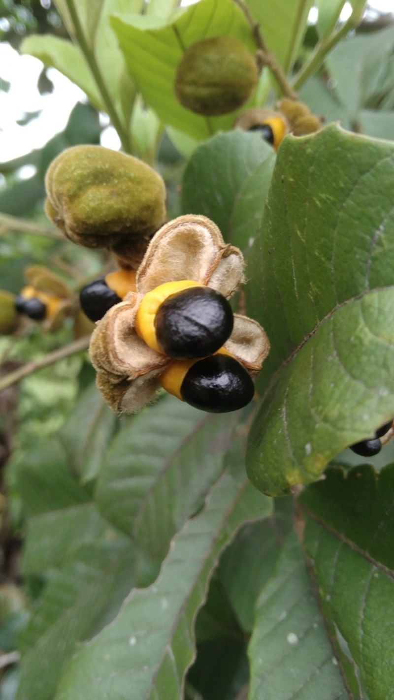 Wild Ackee photo 2