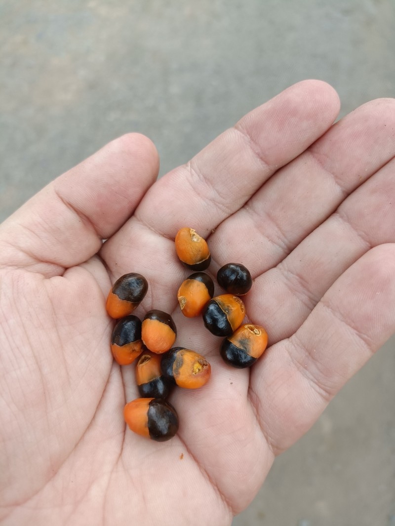 Wild Ackee photo 3