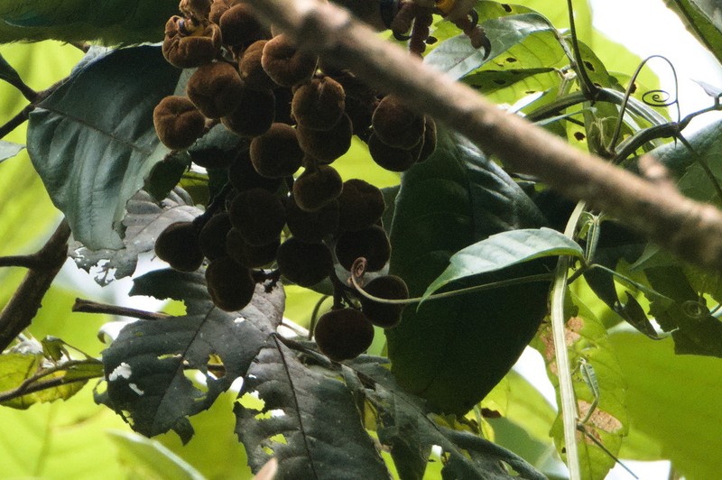 Wild Ackee photo 4