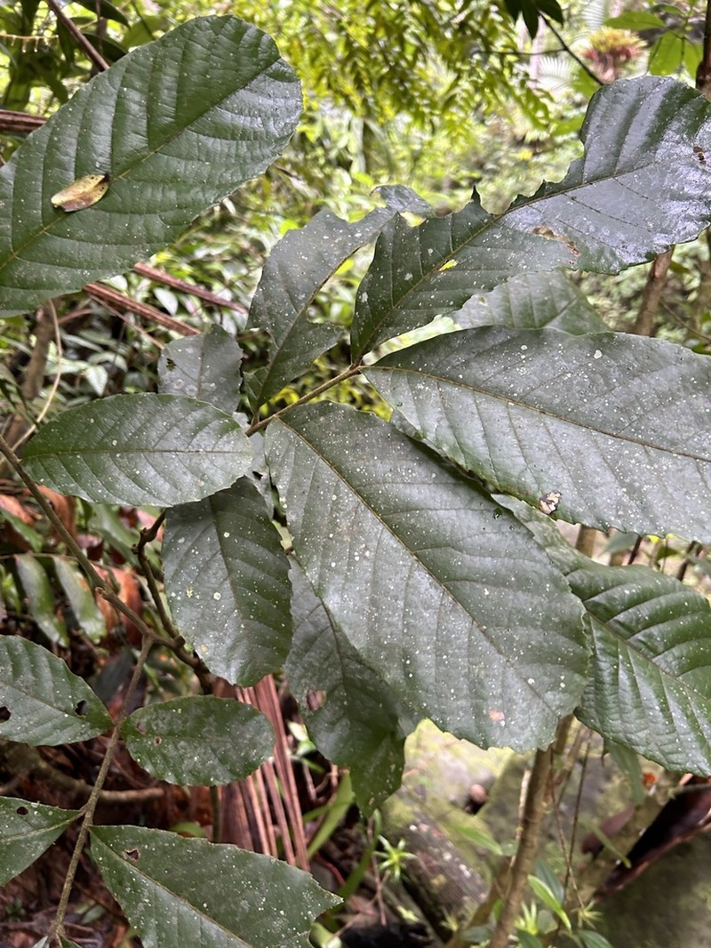 Wild Ackee photo 5