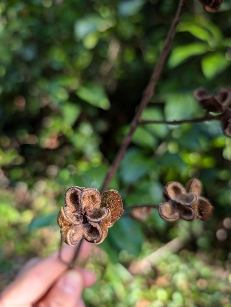 Wild Ackee photo 6
