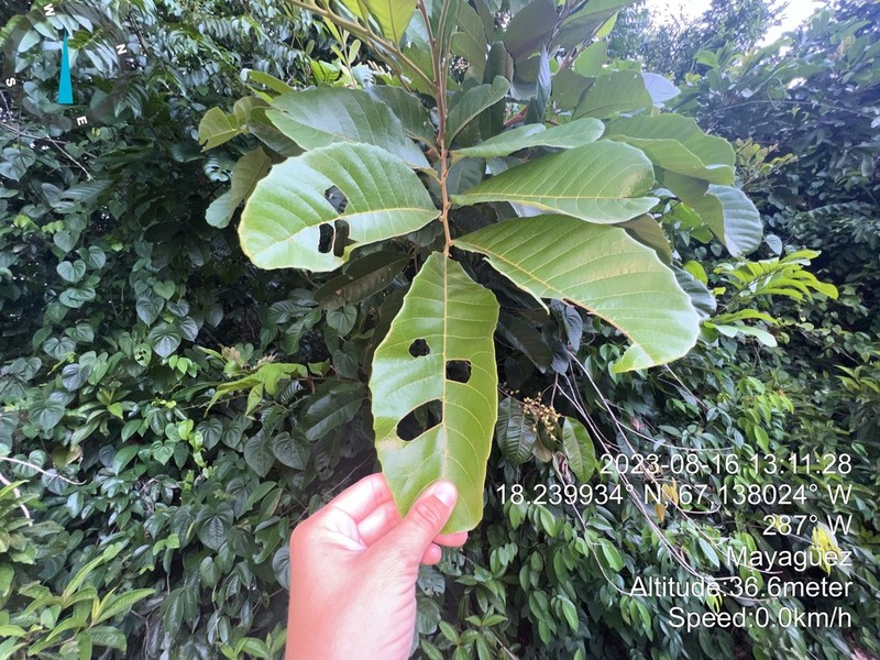 Wild Ackee photo 7