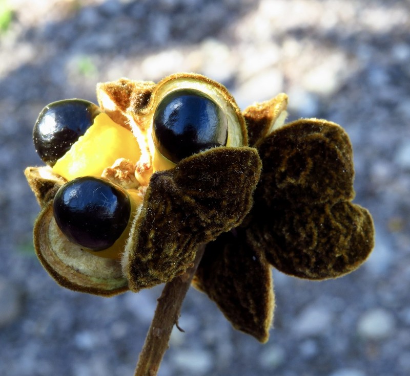 Wild Ackee photo 8