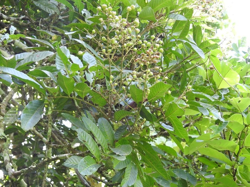Florida Toadwood photo 4