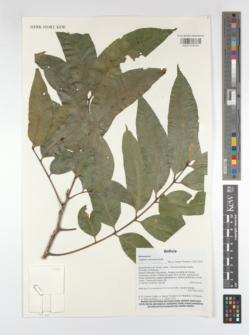 Cupania macrostylis