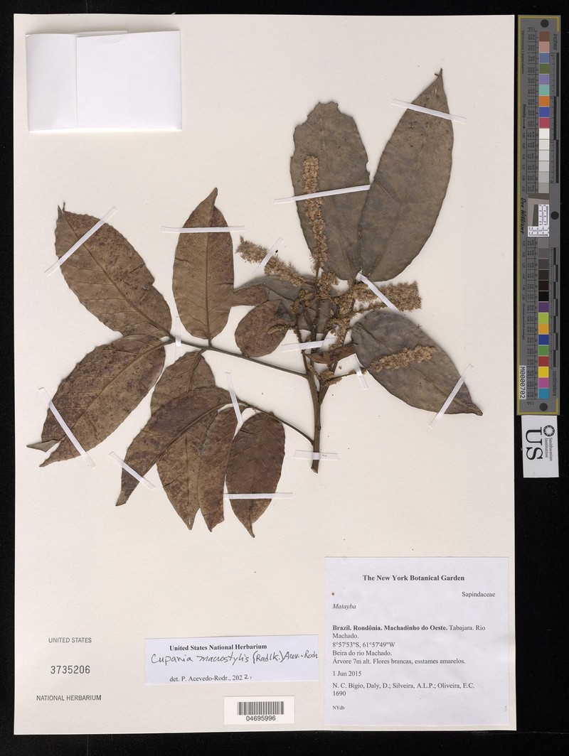 Cupania macrostylis photo 2