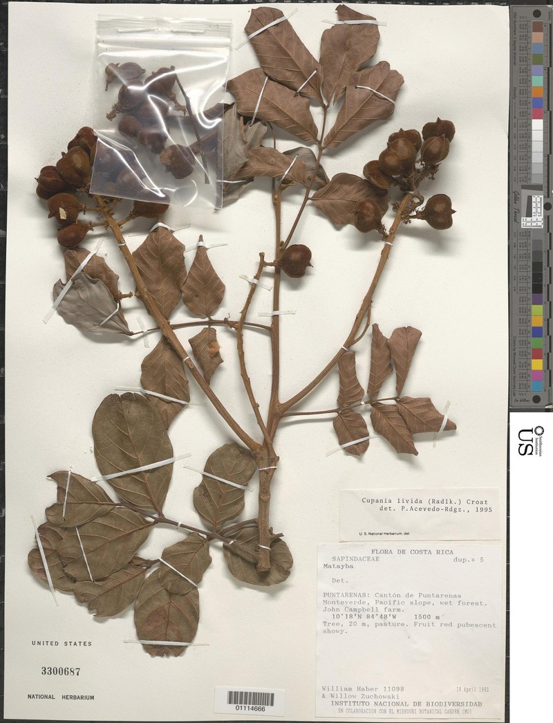Cupania moralesii