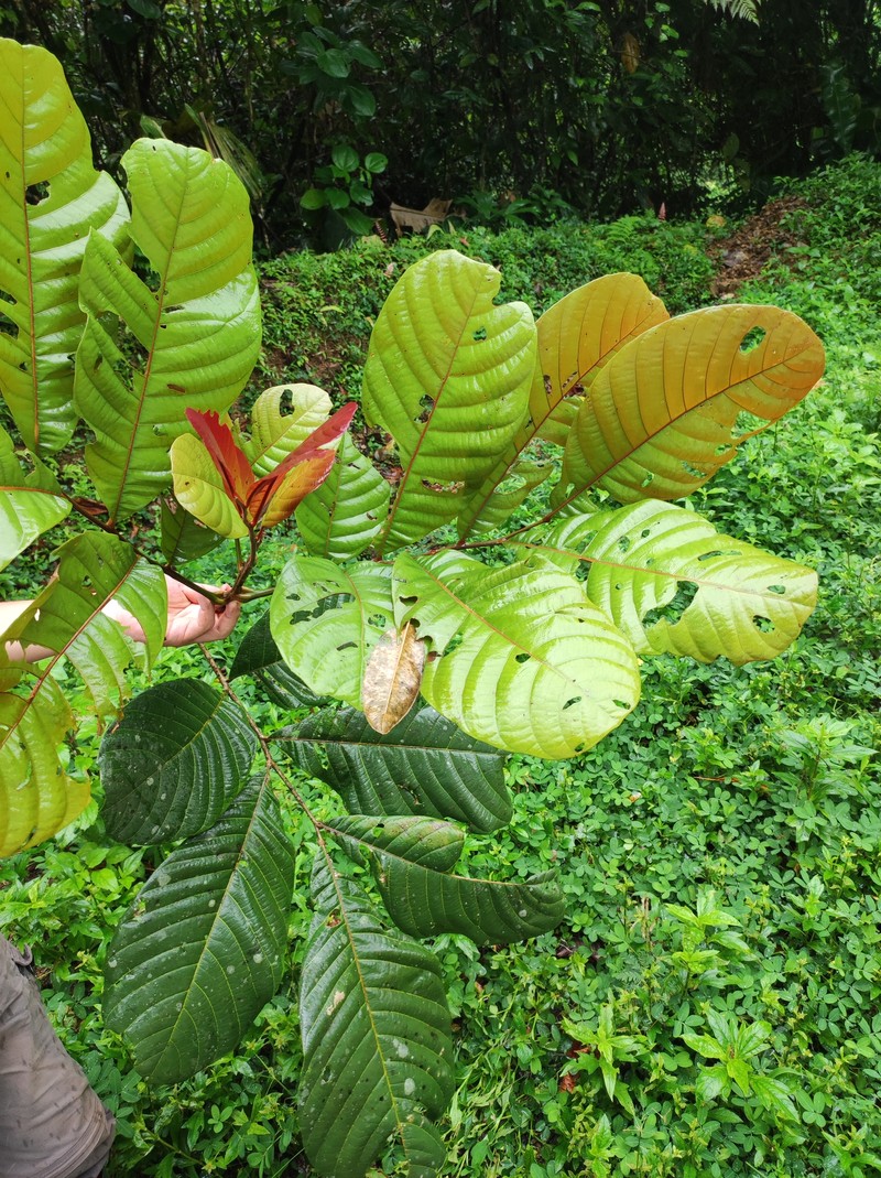 Cupania quepoarum photo 2