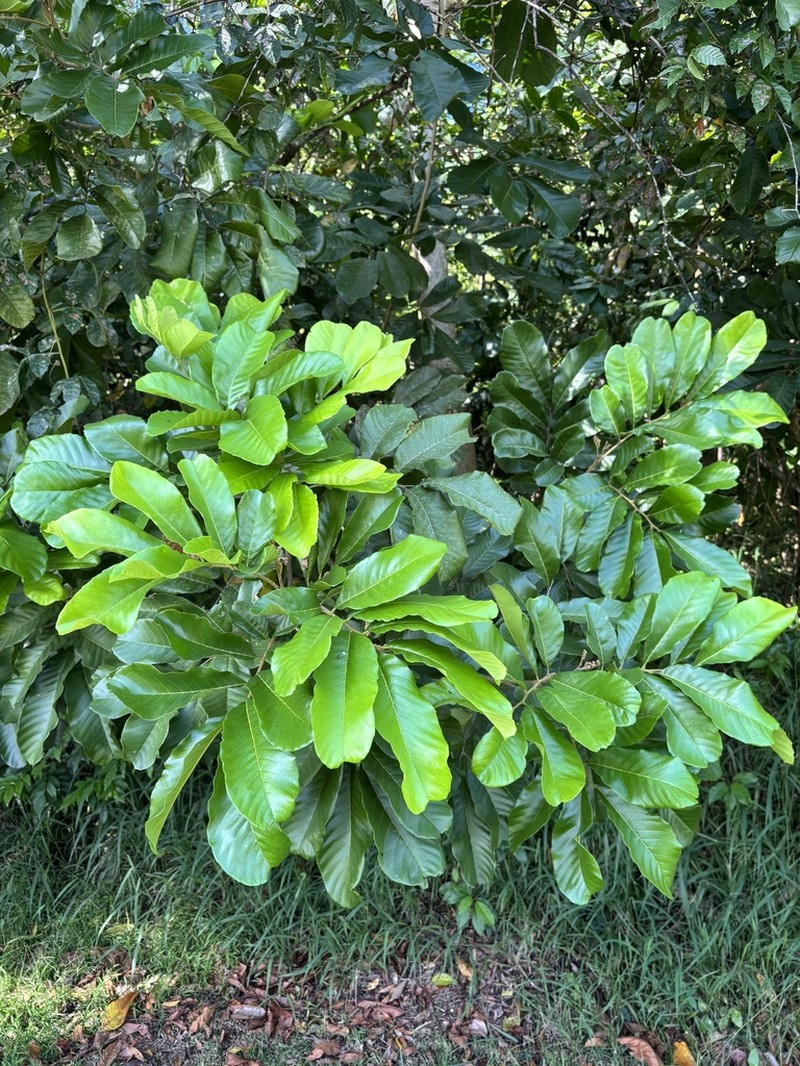 Guara Blanca