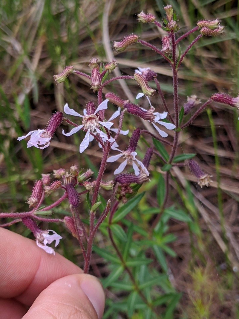Tropical Waxweed