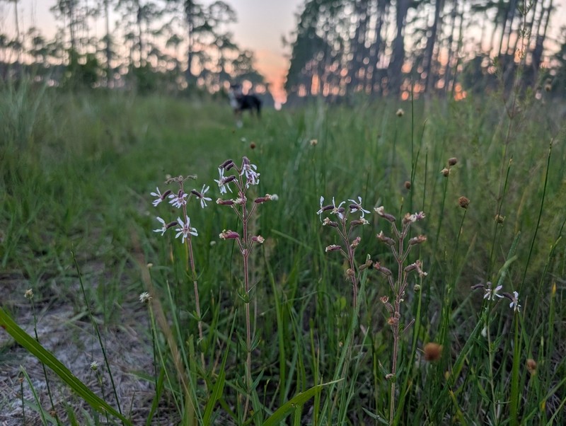 Tropical Waxweed photo 2