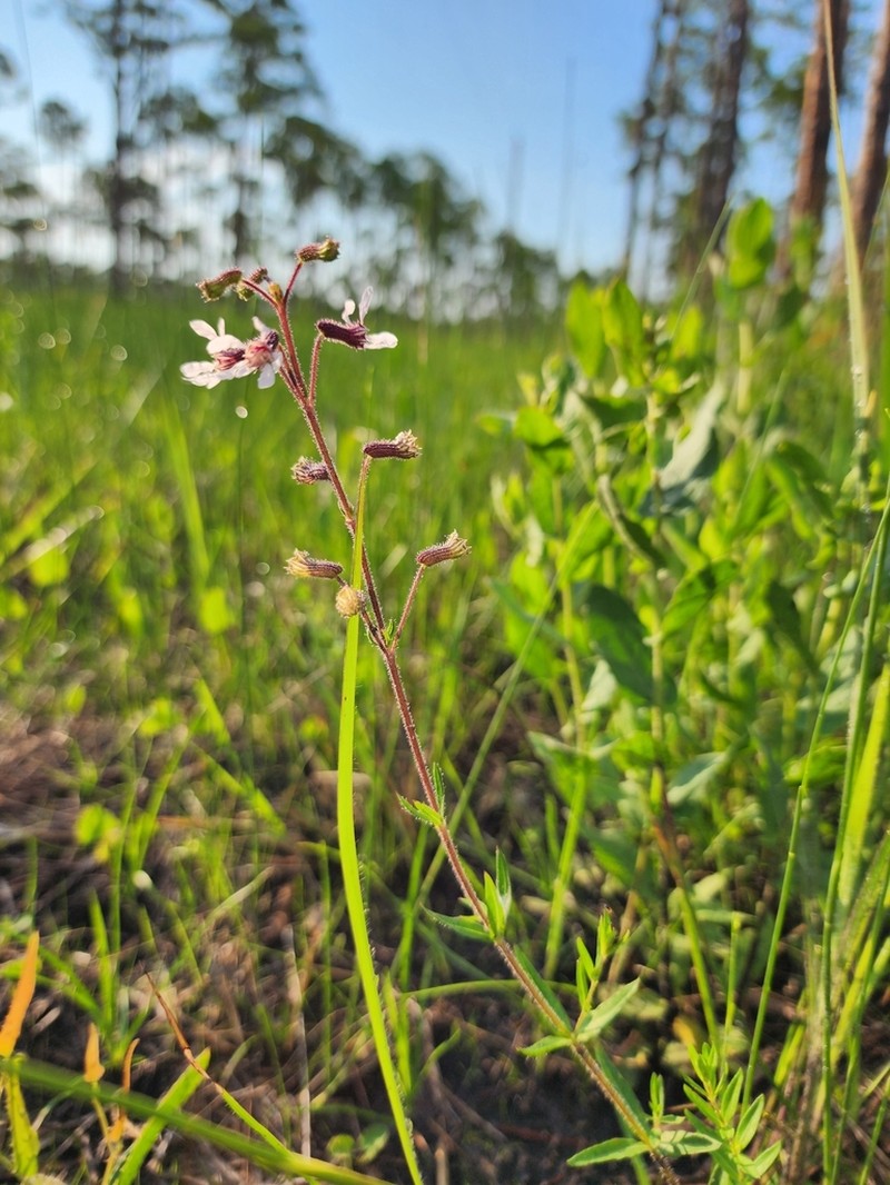 Tropical Waxweed photo 3
