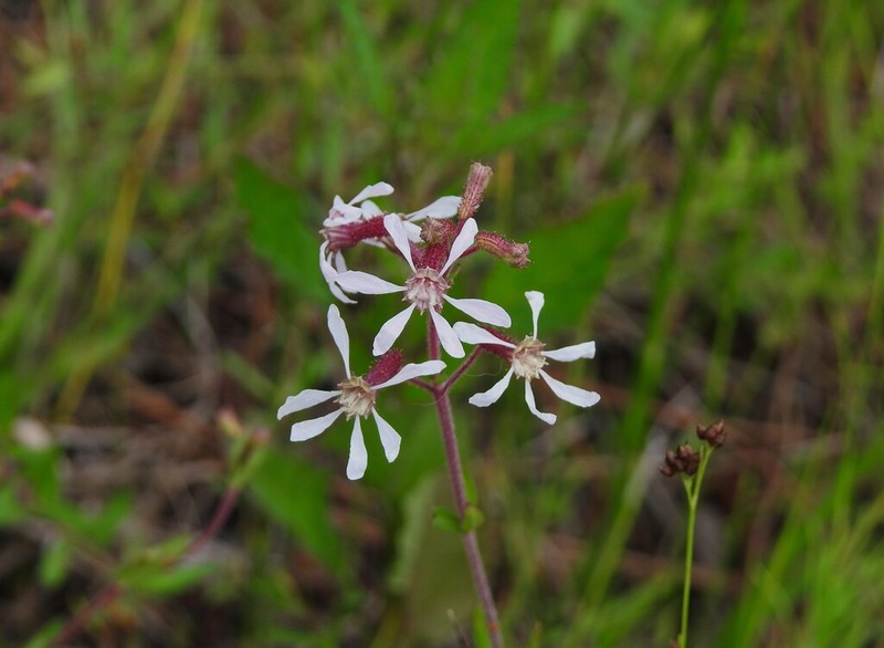 Tropical Waxweed photo 4