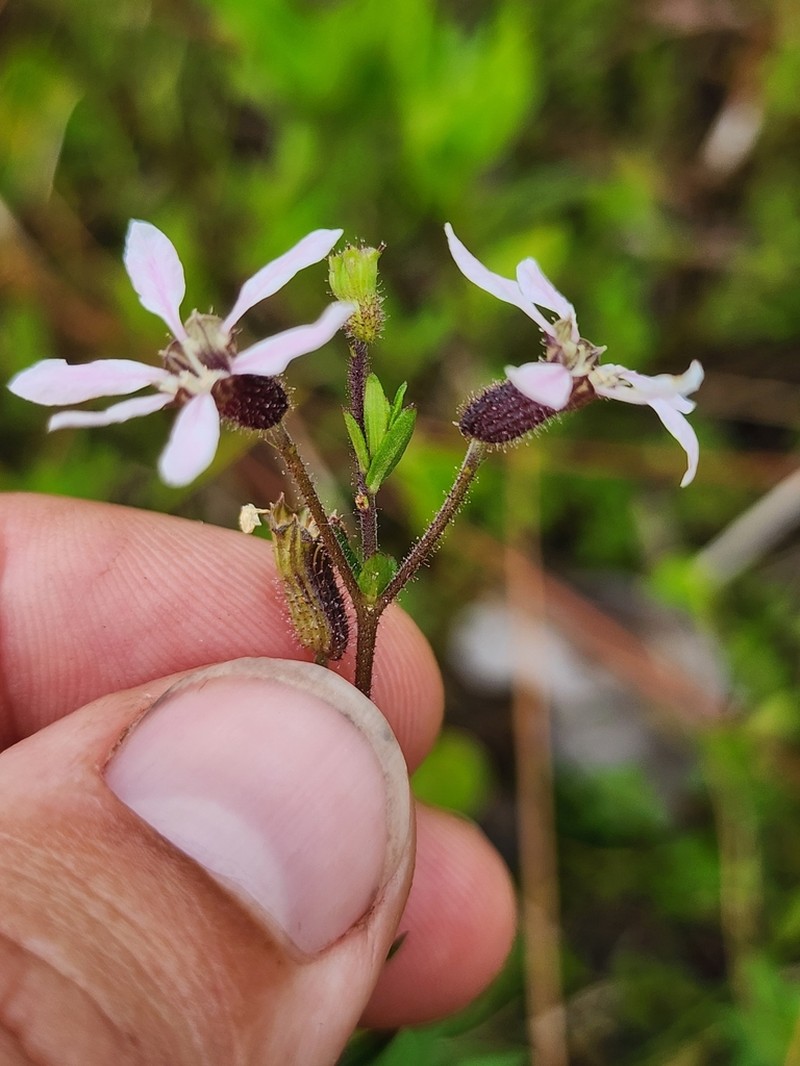 Tropical Waxweed photo 5