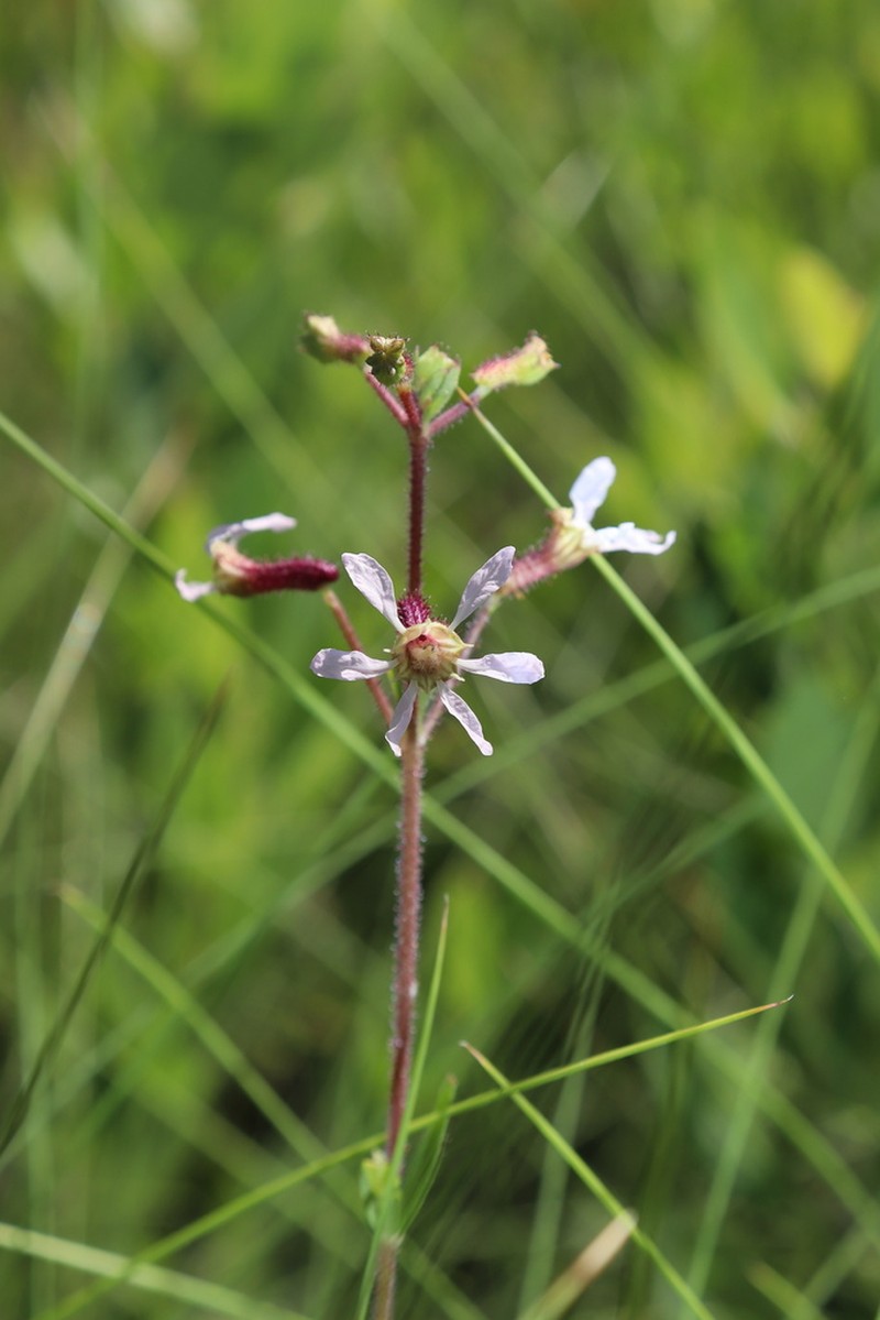Tropical Waxweed photo 6