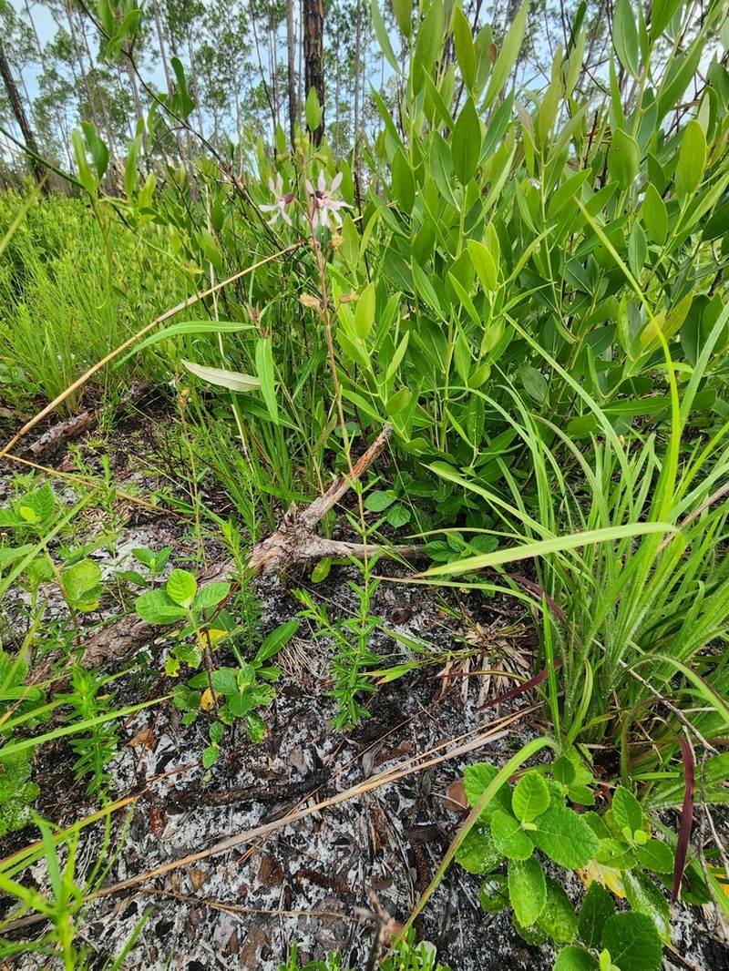 Tropical Waxweed photo 7