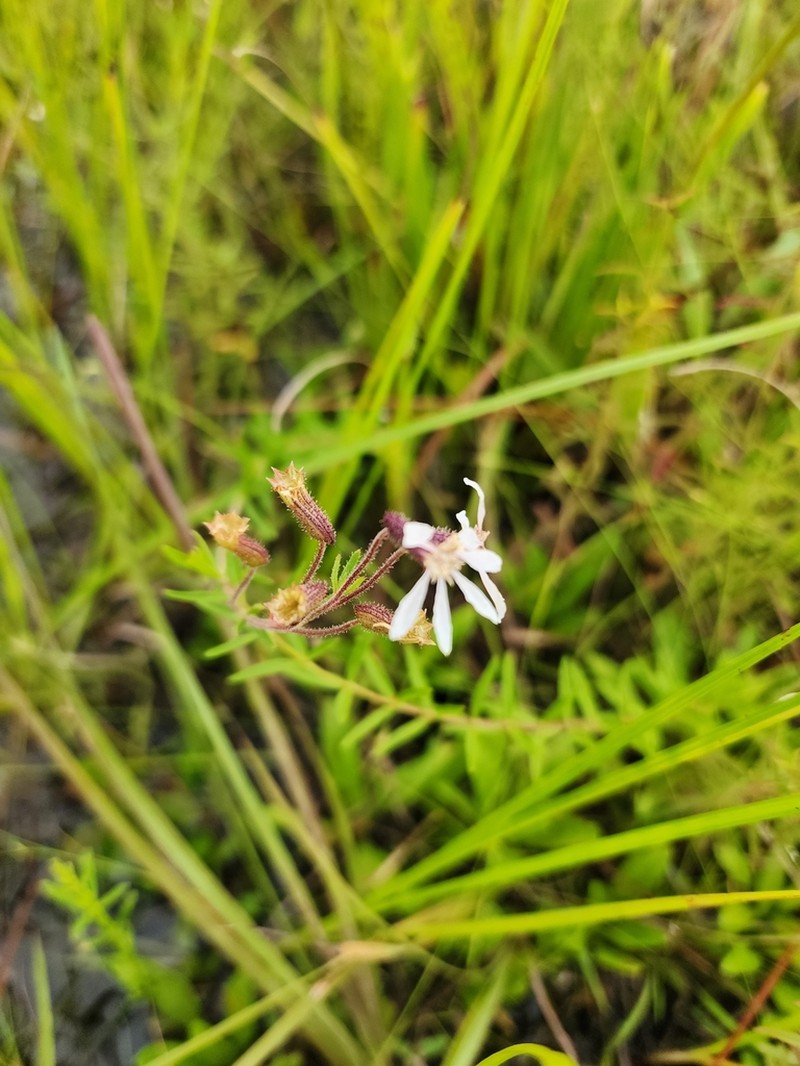 Tropical Waxweed photo 8