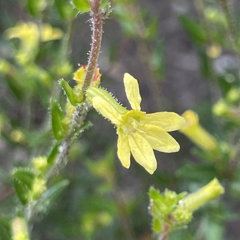 Cuphea auriflora