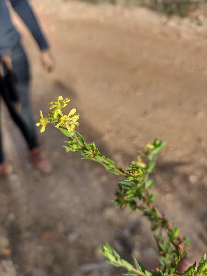 Cuphea auriflora photo 2