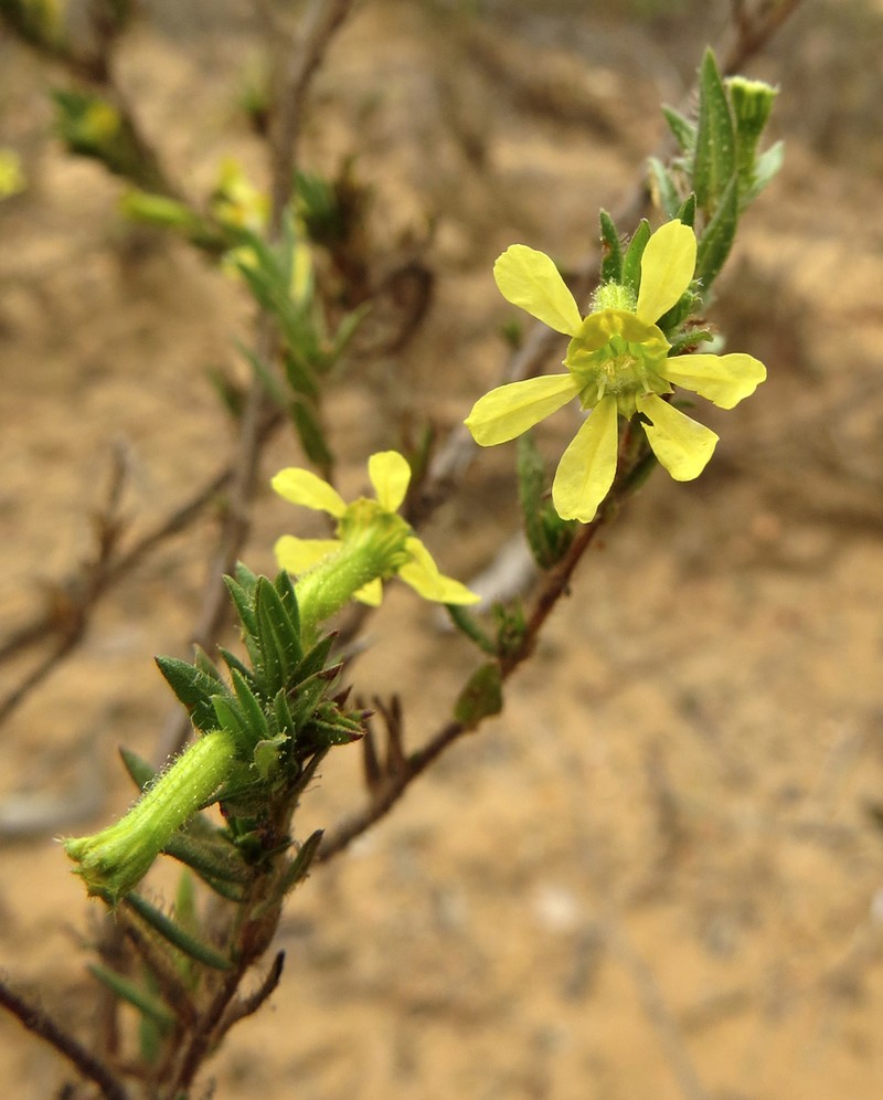 Cuphea auriflora photo 3