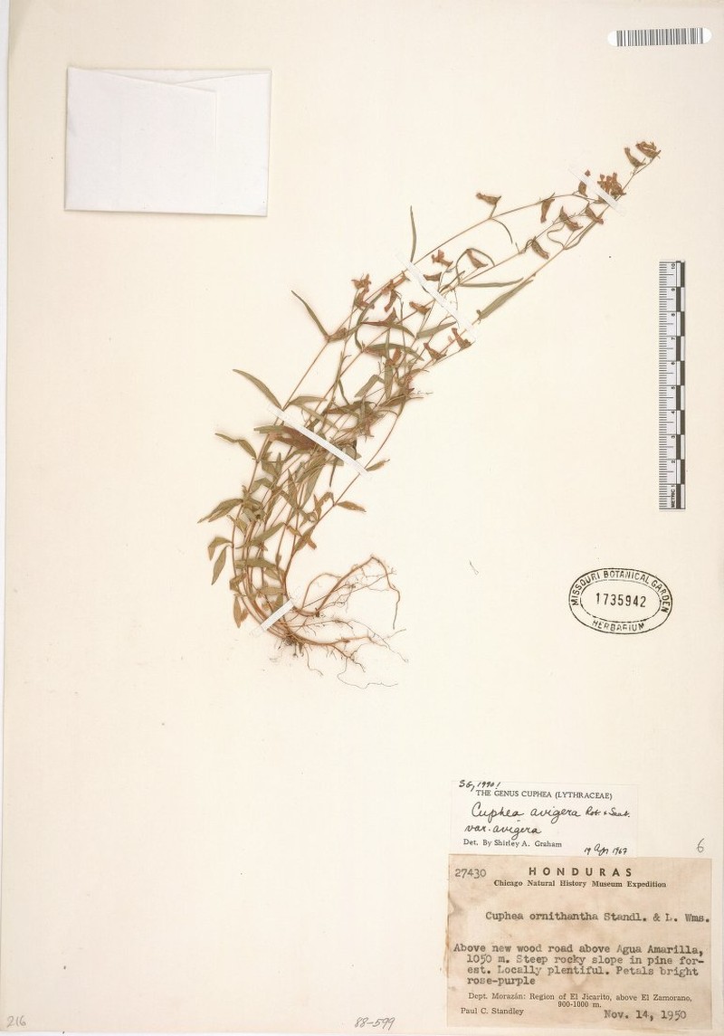 Cuphea avigera var. avigera